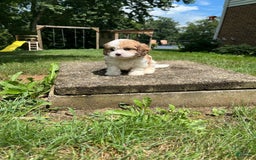 Cavapoo dogs for sale: Dallas - Image 10