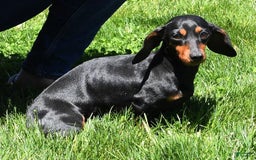 Miniature Dachshund dogs for sale: Dory - Image 8