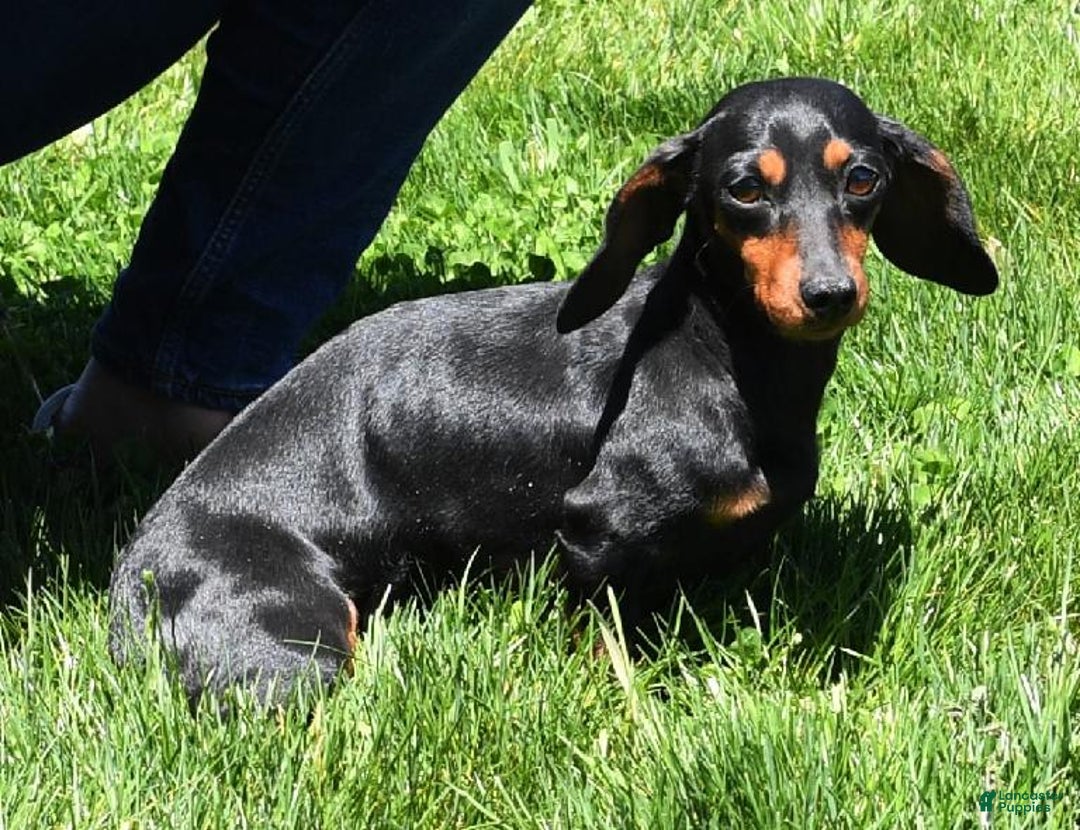 Miniature Dachshund dogs for sale: Dory - Image 8