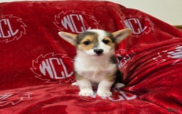 Welsh Corgi Pembroke dogs for sale: Leo - Image 16