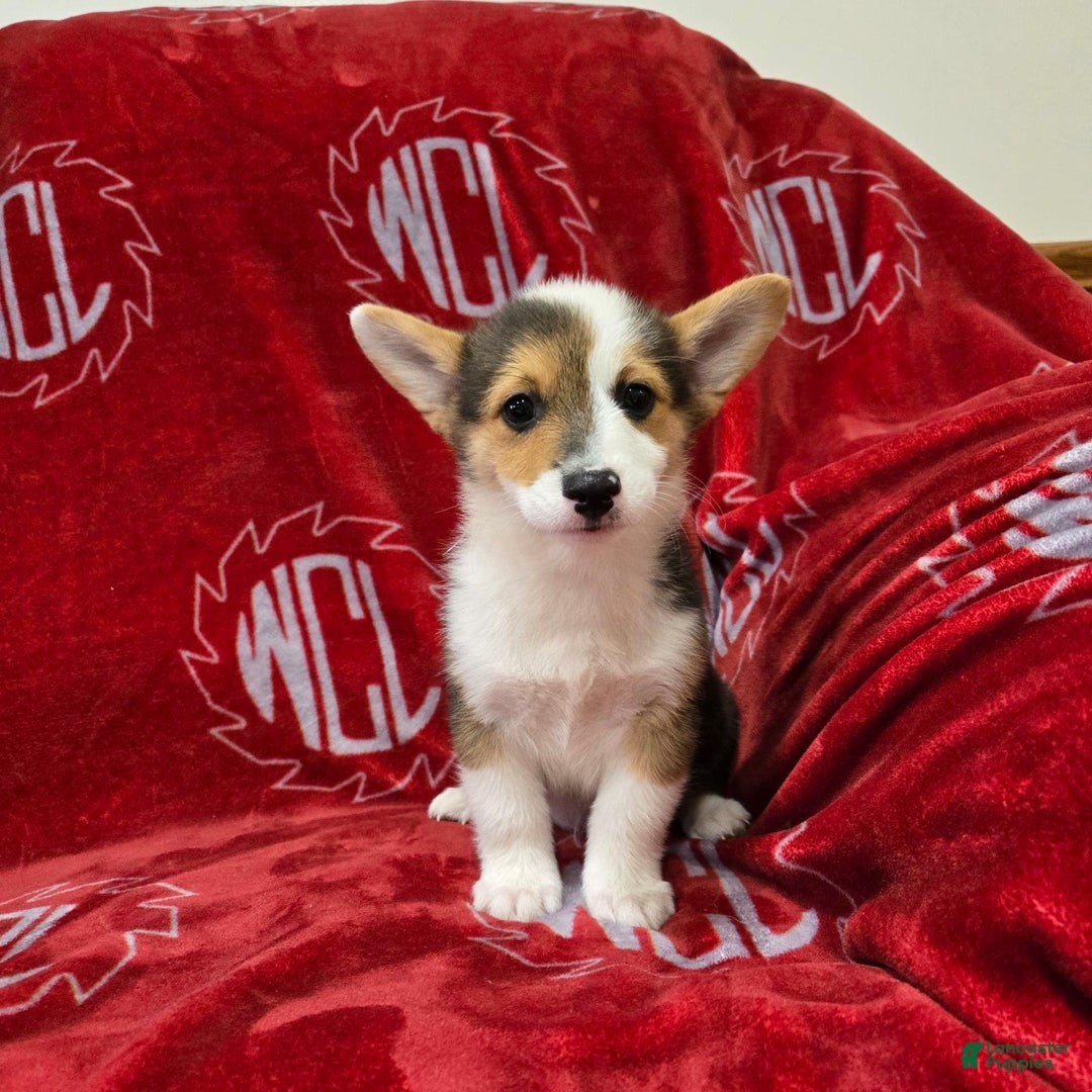 Welsh Corgi Pembroke dogs for sale: Leo - Image 16