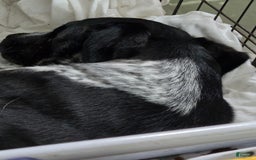 Labrador Retriever dogs for sale: Boots - Image 2