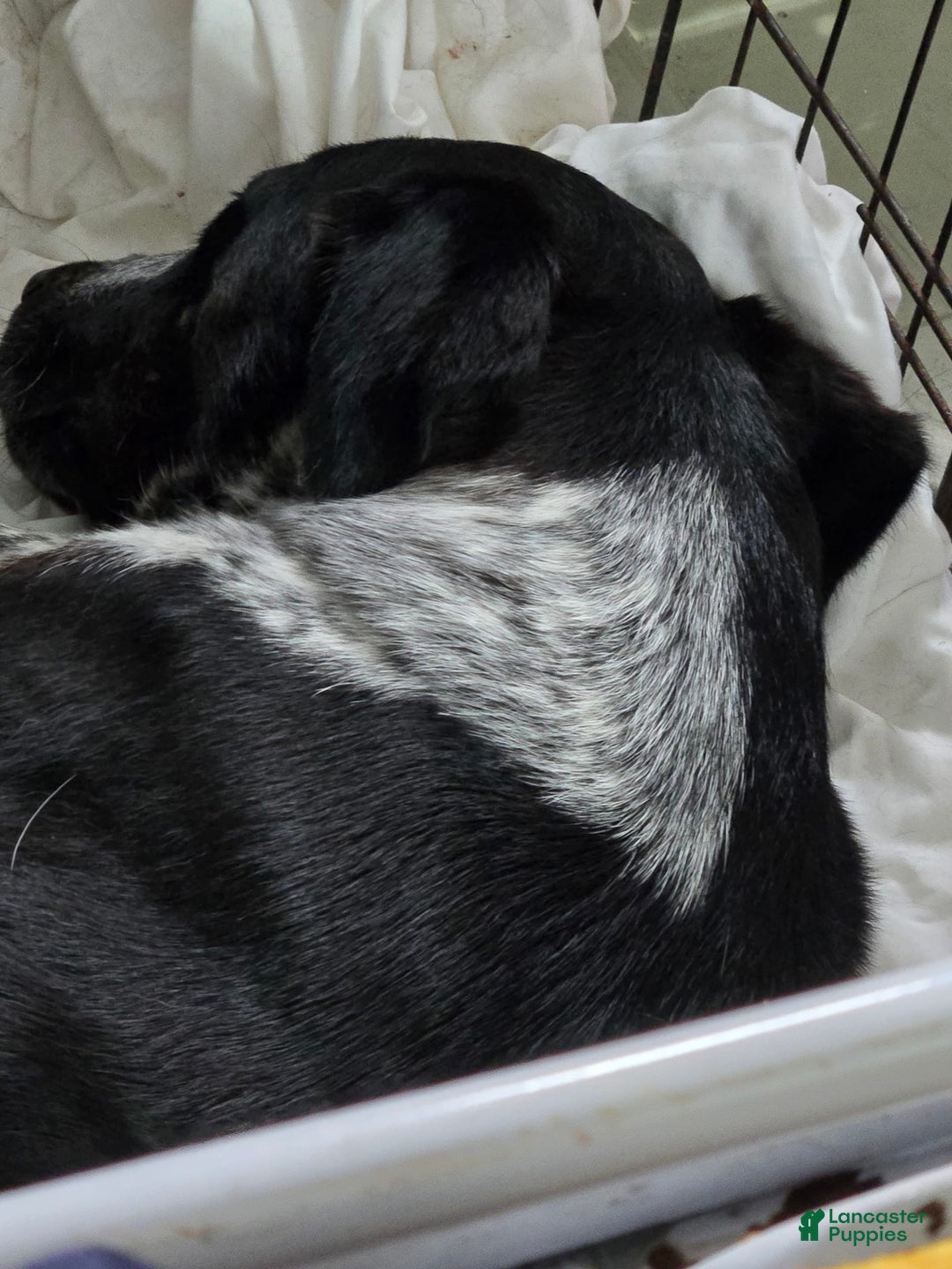Labrador Retriever dogs for sale: Boots - Image 2