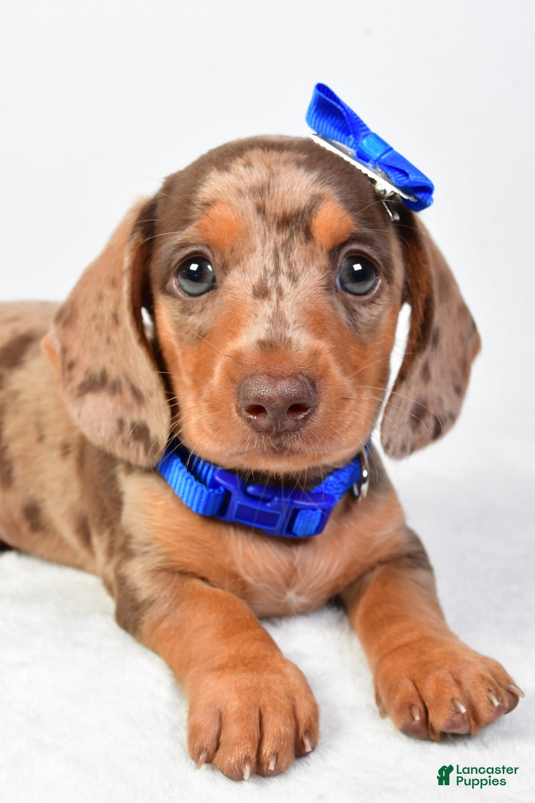 Miniature Dachshund dogs for sale: Miniature Dachshund 4 puppies - Image 6
