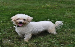 Havanese dogs for sale: Dusty - Image 6