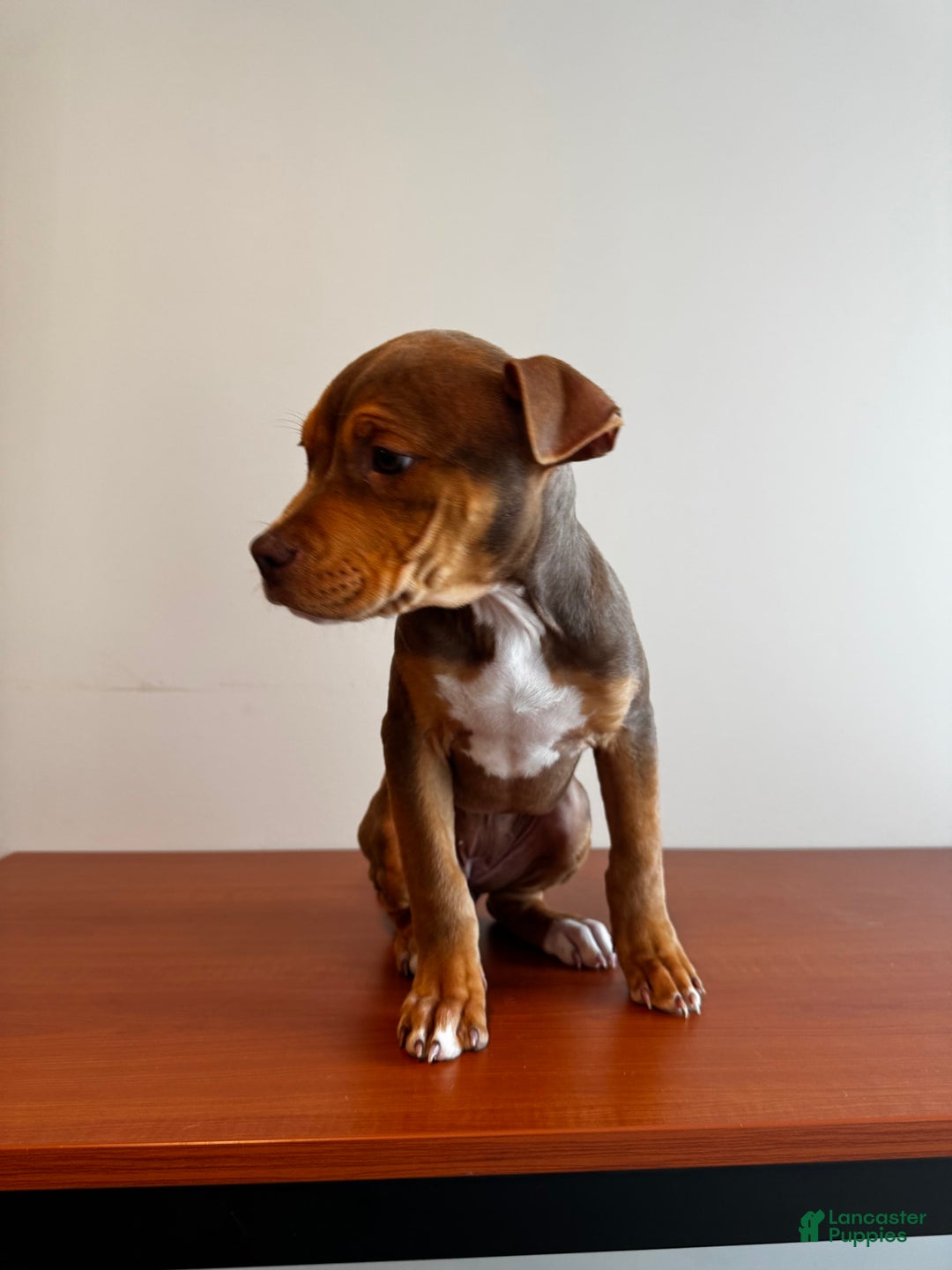 American Bully dogs for sale: Foxy - Image 6