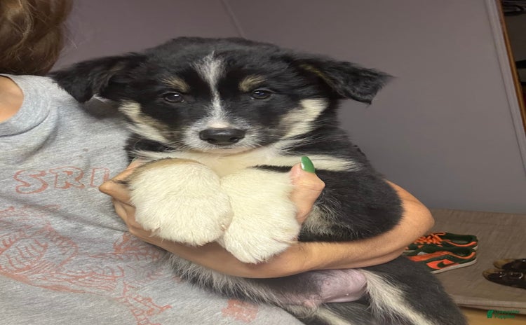 Border Collie dogs for sale - Ad 3