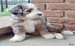 Mini Bernedoodle dogs for sale: Mia - Image 13