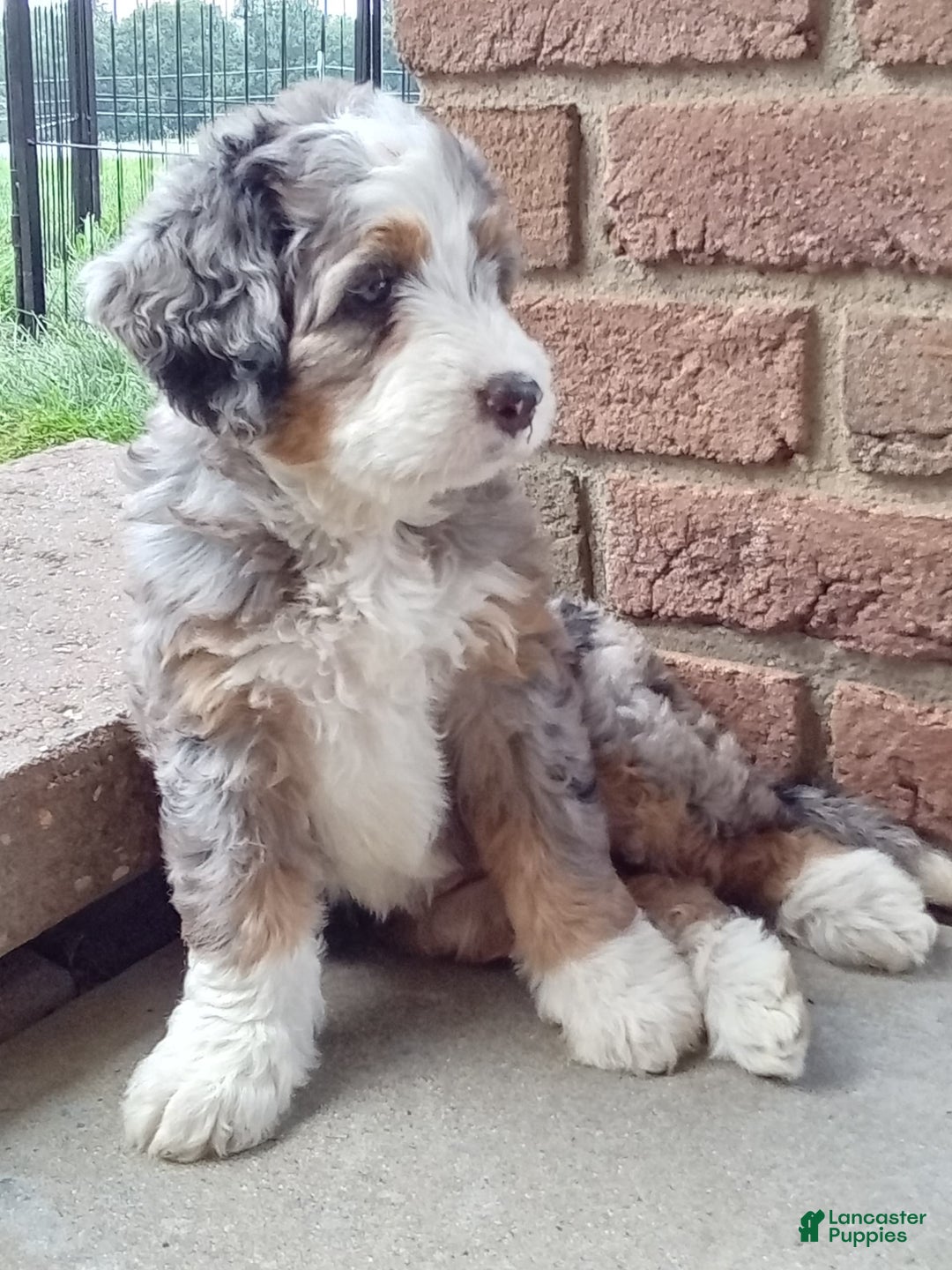 Mini Bernedoodle dogs for sale: Mia - Image 13