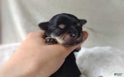Morkie dogs for sale: Cream Point Ladybug - Image 15