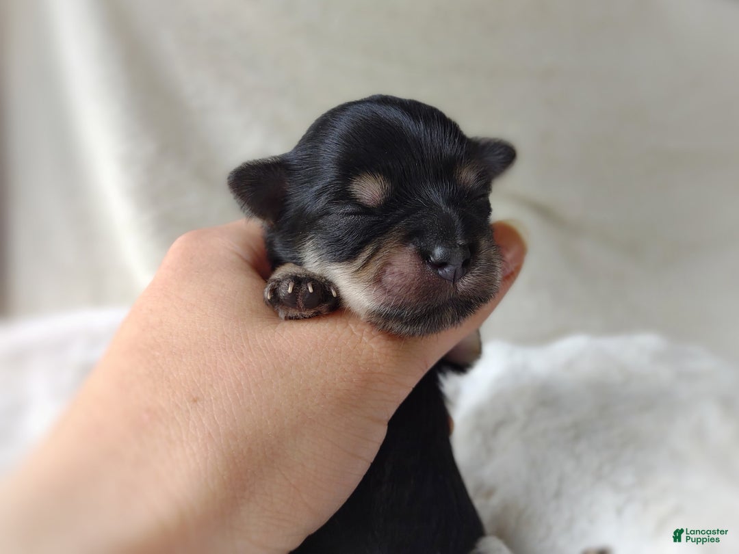 Morkie dogs for sale: Cream Point Ladybug - Image 15