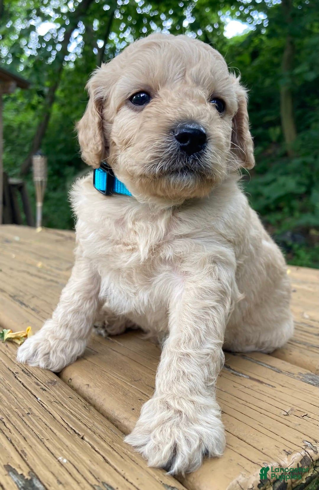 Labradoodle dogs for sale: Maxwell - Image 11