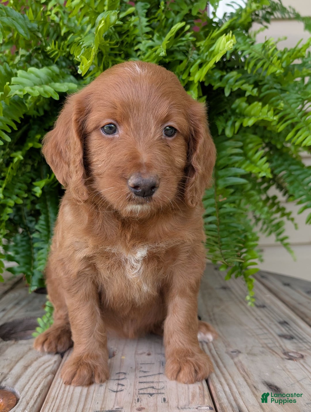 Goldendoodle dogs for sale: Ellie - Image 16