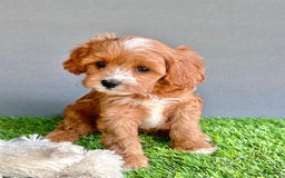 Cavapoo dogs for sale: Willow - Image 2