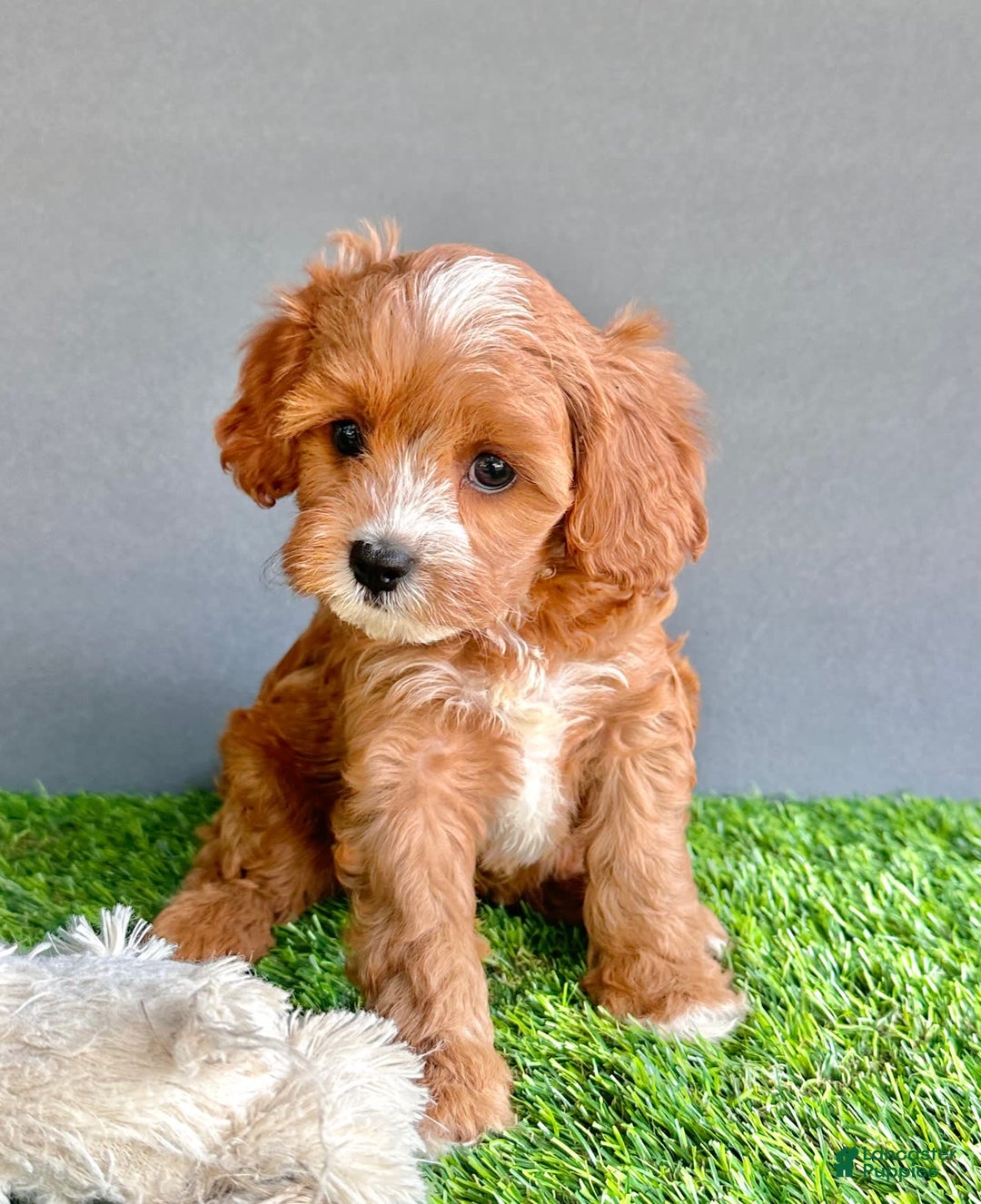 Cavapoo dogs for sale: Willow - Image 2