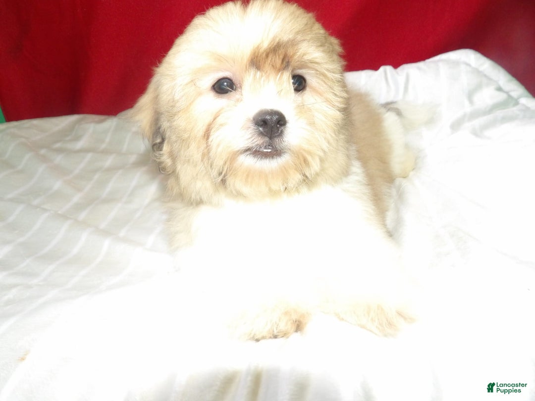 Teddy Bear dogs for sale: Star - Image 3