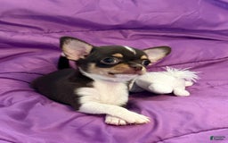 Chihuahua dogs for sale: Fancy Stance - Image 9