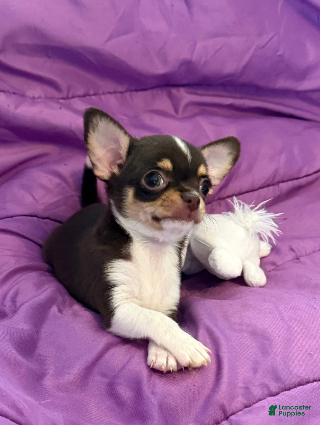 Chihuahua dogs for sale: Fancy Stance - Image 9
