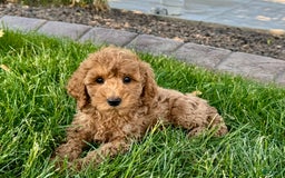 Cockapoo dogs for sale: Howie - Image 4