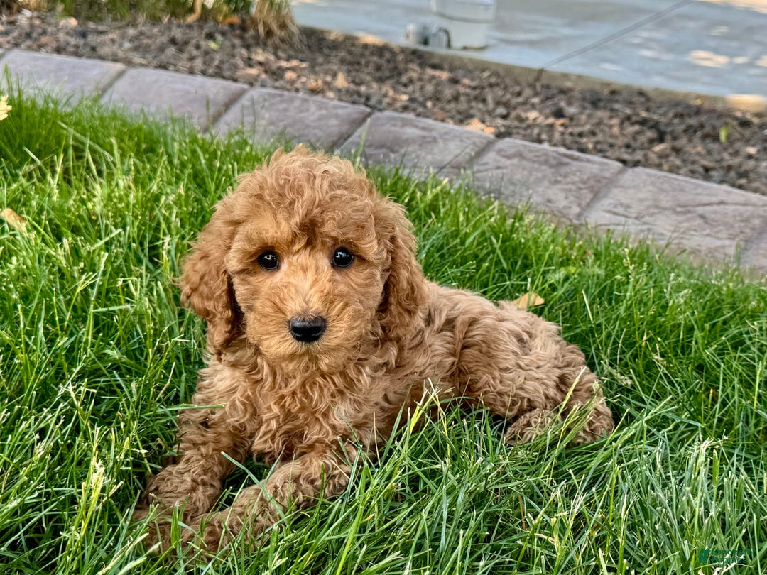 Cockapoo dogs for sale: Howie - Image 4