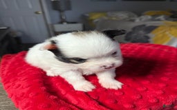 Pomeranian dogs for sale: Moo - Image 2