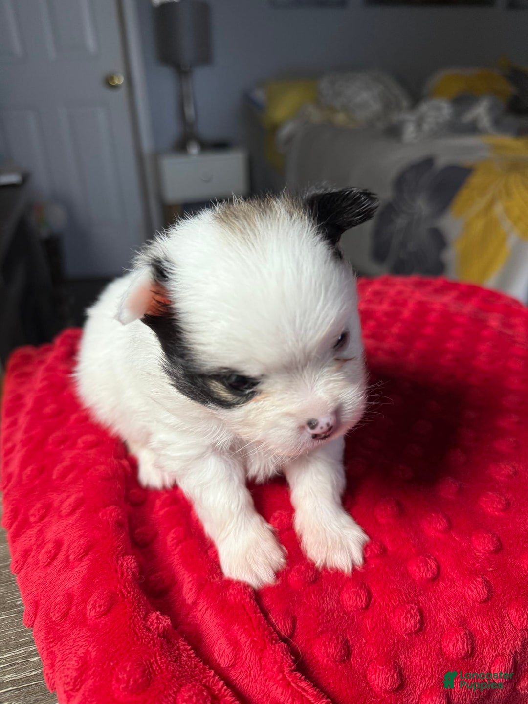 Pomeranian dogs for sale: Moo - Image 2
