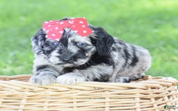 Mini Goldendoodle dogs for sale: Darien - Image 5