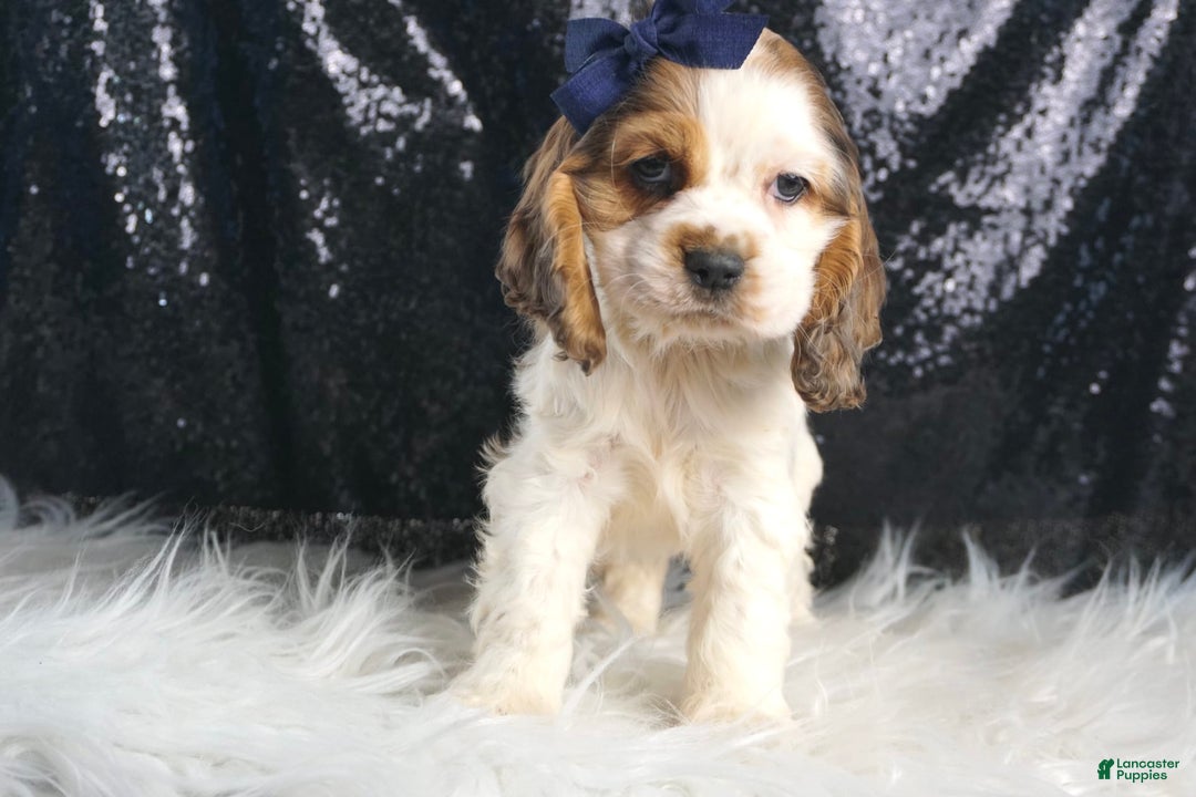Cocker Spaniel dogs for sale: Lucky - Image 5