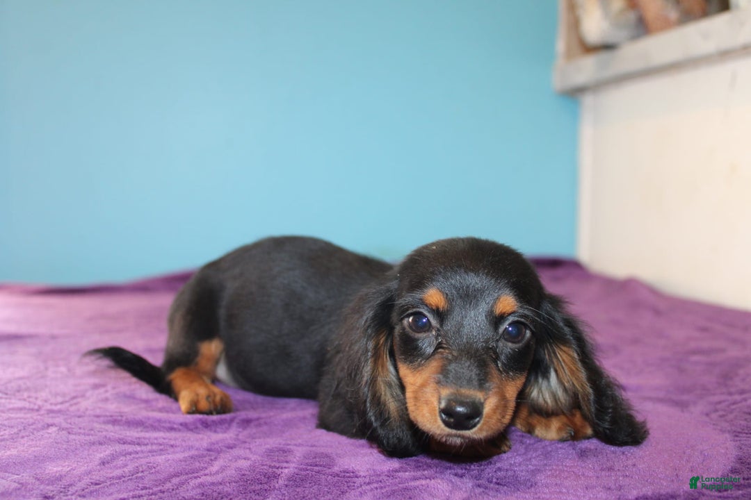 Dachshund dogs for sale: Dachshund 4 puppies - Image 2