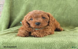 Cavapoo dogs for sale: Caramel - Image 5