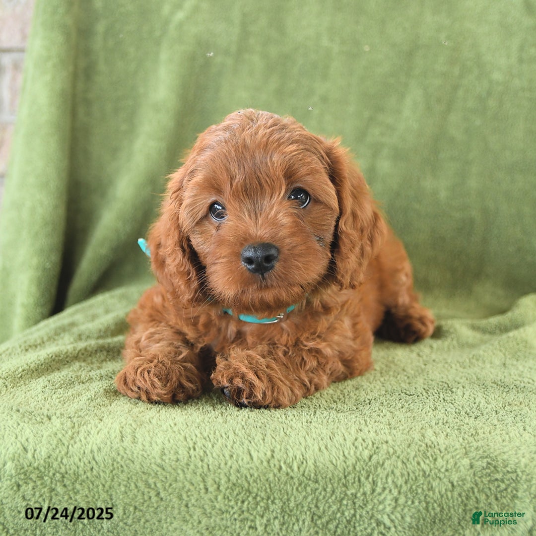 Cavapoo dogs for sale: Caramel - Image 5