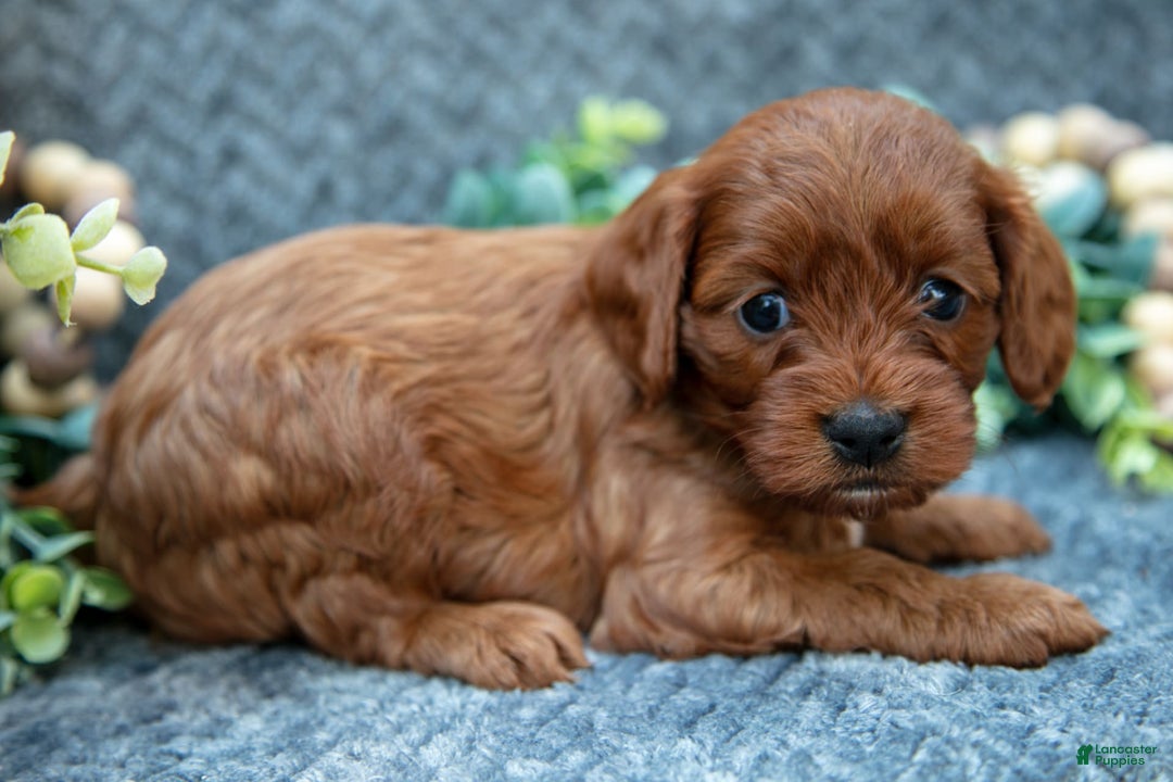Cavapoo dogs for sale: Cavapoo 5 puppies - Image 11