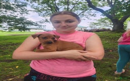 Miniature Pinscher dogs for sale: Rueban - Image 1