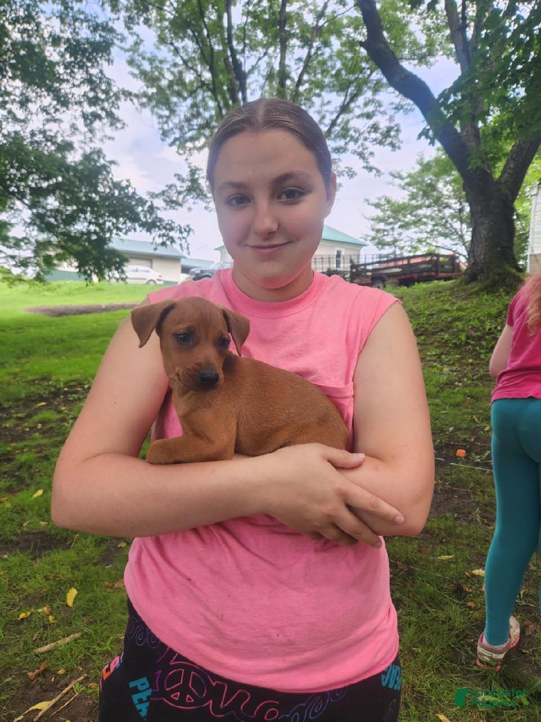 Miniature Pinscher dogs for sale: Rueban - Image 1