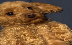 Toy Poodle dogs for sale: Teddy - Image 2
