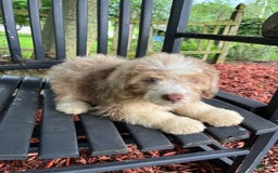 Mini Aussiedoodle dogs for sale: Sunny - Image 14