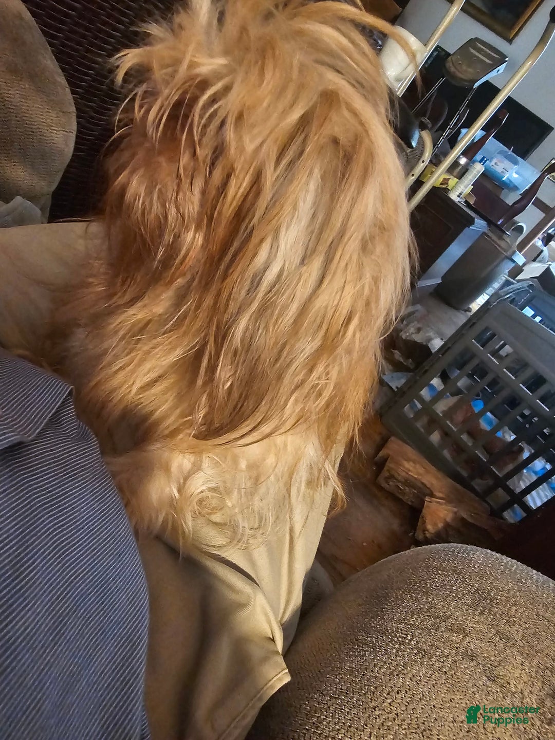 Shih Tzu dogs for sale: Not Named Yet - Image 15