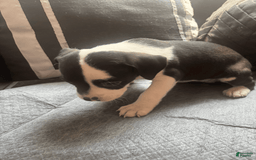 American Bully dogs for sale: Moomoo The Runt - Image 3
