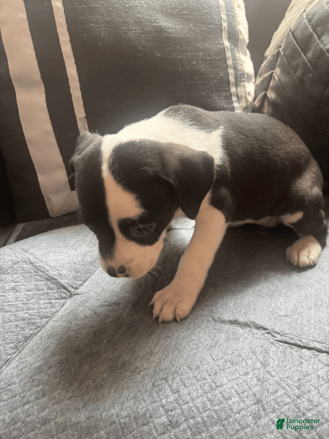 American Bully dogs for sale: Moomoo The Runt - Image 3