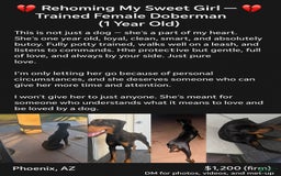 Doberman Pinscher dogs for sale: Luna - Image 2