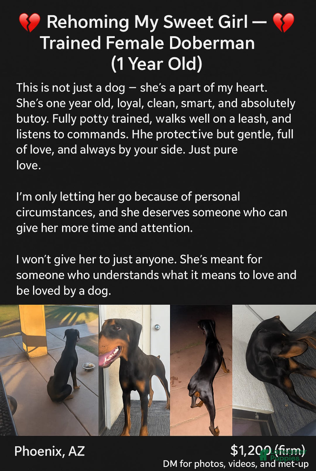 Doberman Pinscher dogs for sale: Luna - Image 2