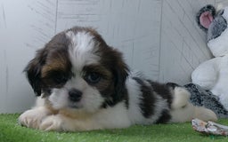 Shih Tzu dogs for sale: Lilly - Image 5