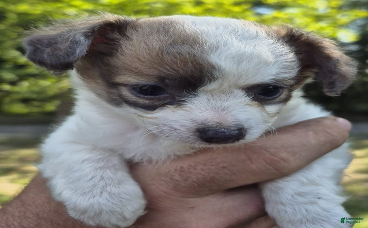 Chihuahua dogs for sale - Ad 3