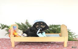 Cocker Spaniel dogs for sale: Banjo - Image 7