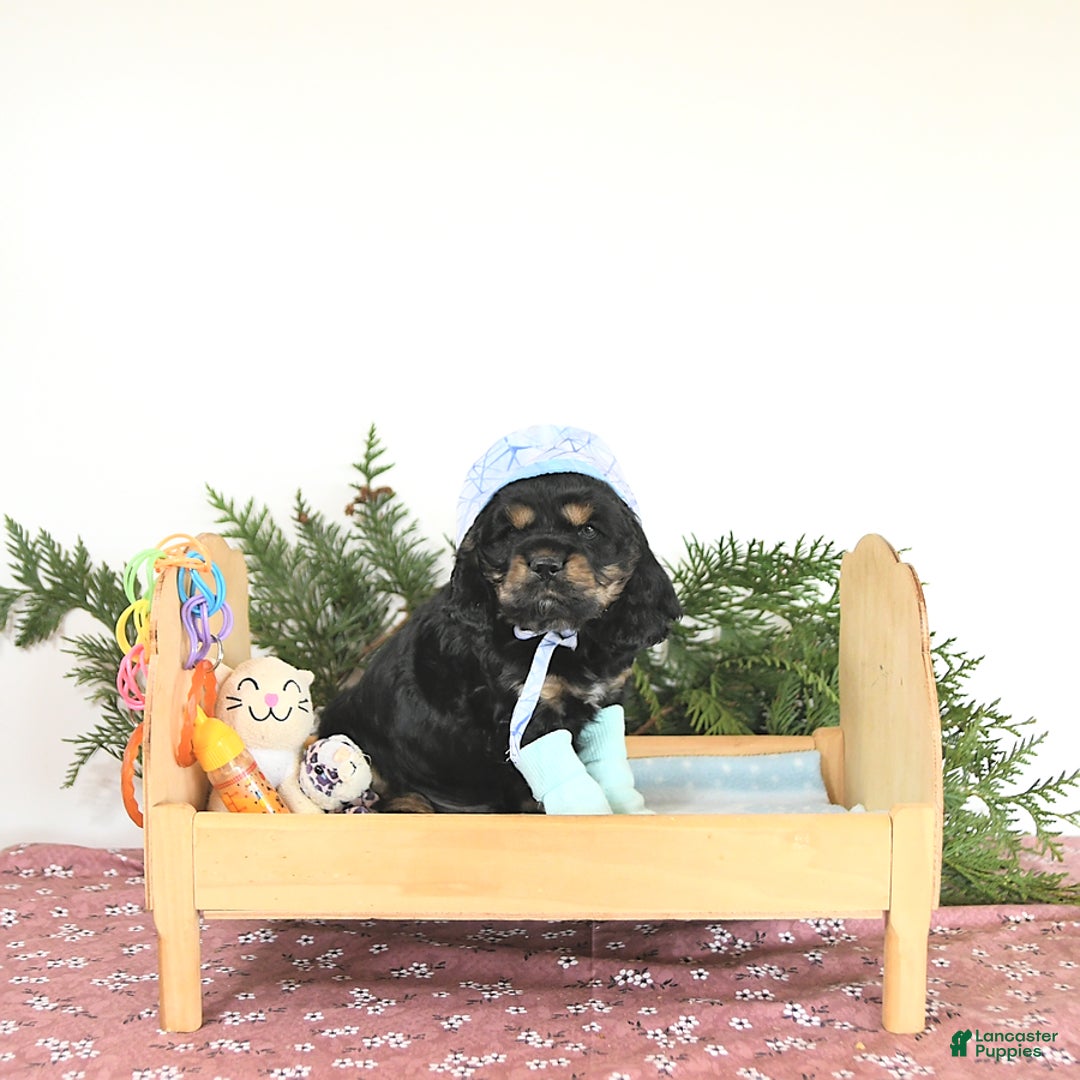 Cocker Spaniel dogs for sale: Banjo - Image 7