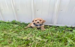 Bichpoo dogs for sale: Noah - Image 5
