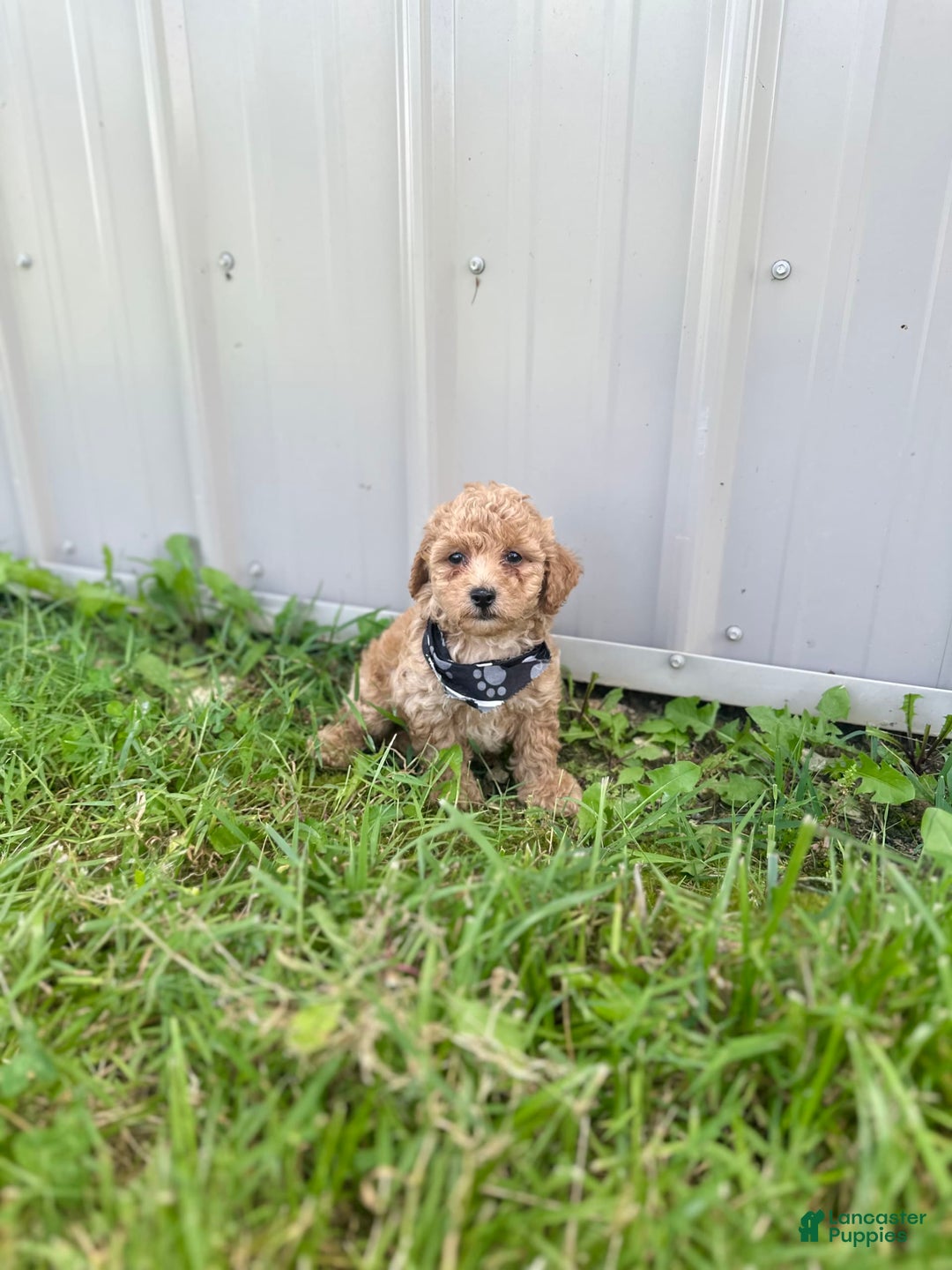 Bichpoo dogs for sale: Noah - Image 5