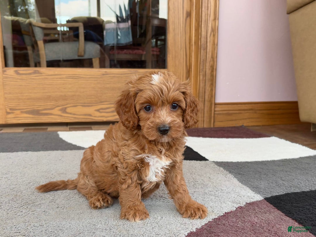 Cavapoo dogs for sale: Cutie - Image 4