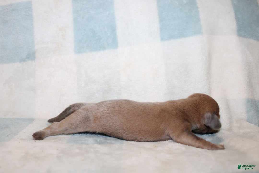 Miniature Dachshund dogs for sale: Max Mini - Image 1