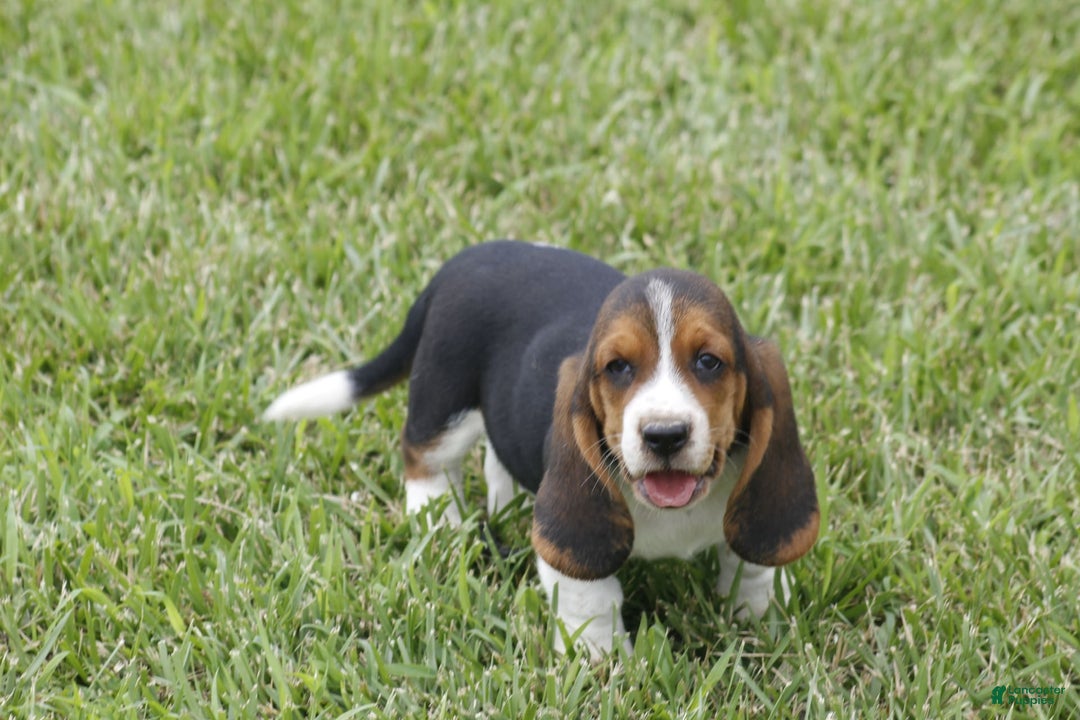 Basset Hound dogs for sale: Ned - Listing for pets: Ann, DEB, Flo, IDA, Jed, Ned, Ted - Image 2
